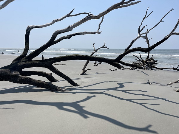 Beach Tree Branches on Pritchards Island